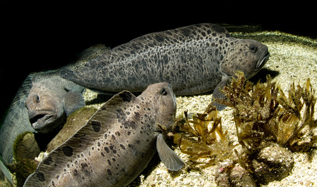 Anarhichas minor Olafsen, 1772